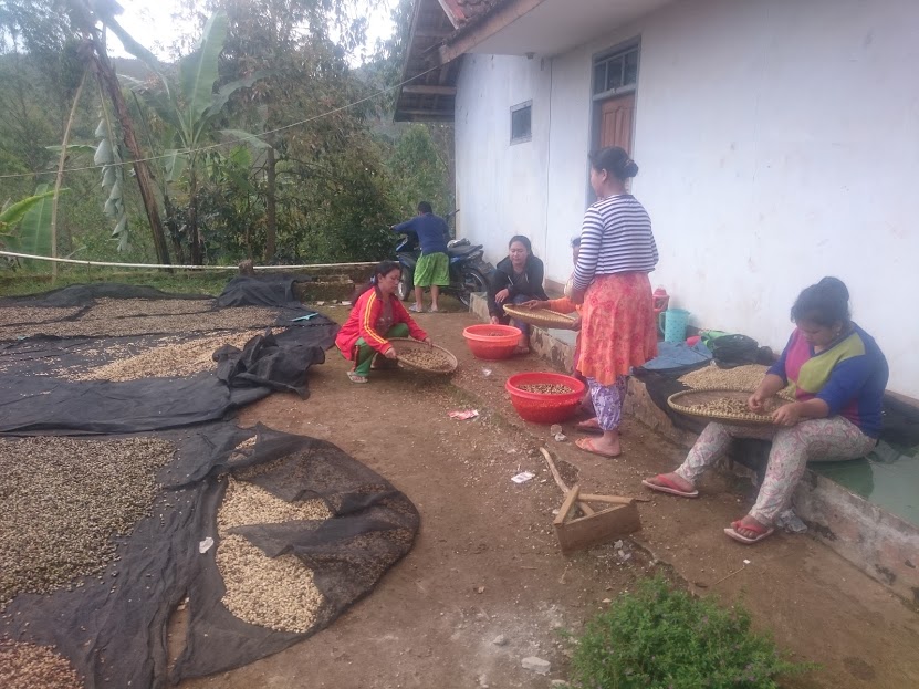 Perempuan-perempuan desa Pondok Buahbatu bekerja menjadi buruh tani kopi setelah lulus SD