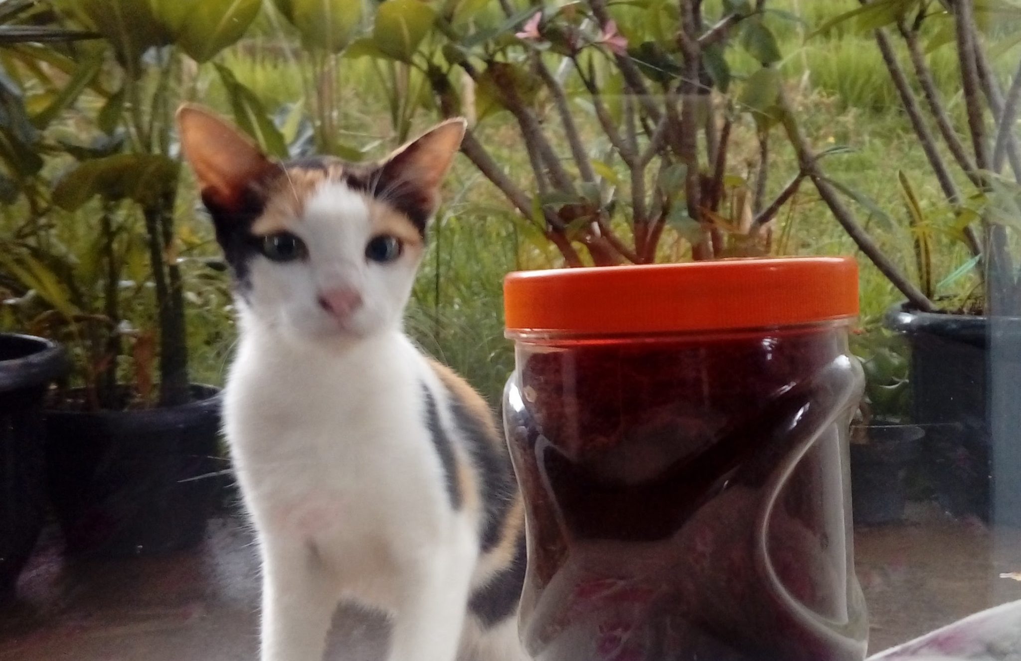 kopi-robusta-pondok-buahbatu
