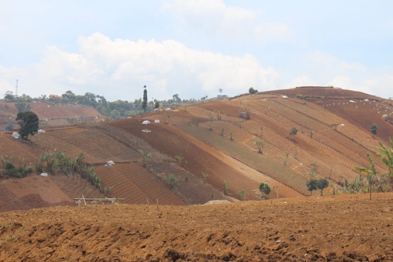 Banjir Bandung, Perbukitan Cimenyan Butuh Tanaman Kopi