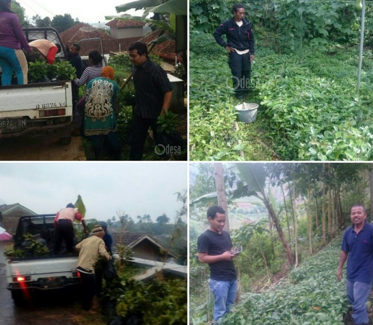 Odesa-Indonesia Buka Donasi Bibit Kopi untuk Petani di Kawasan Bandung Utara