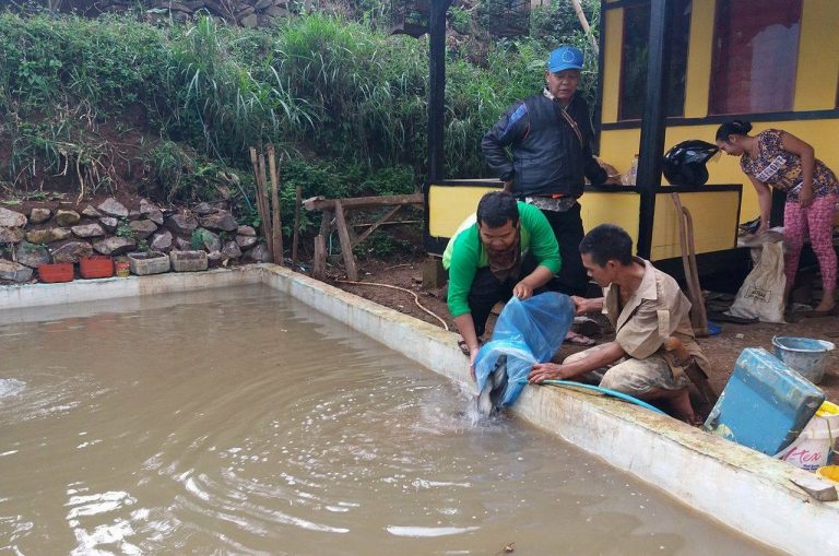 Bibit Ikan untuk Pak Odin Cadas Gantung