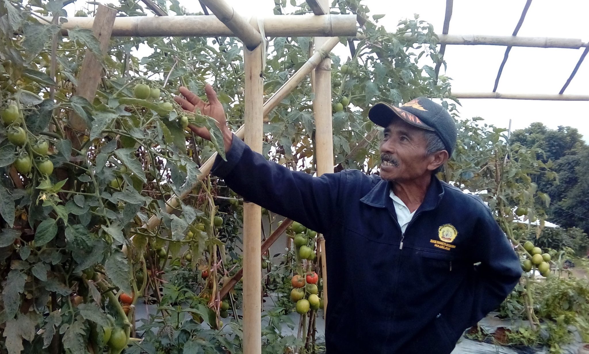 dadang puncak bintang