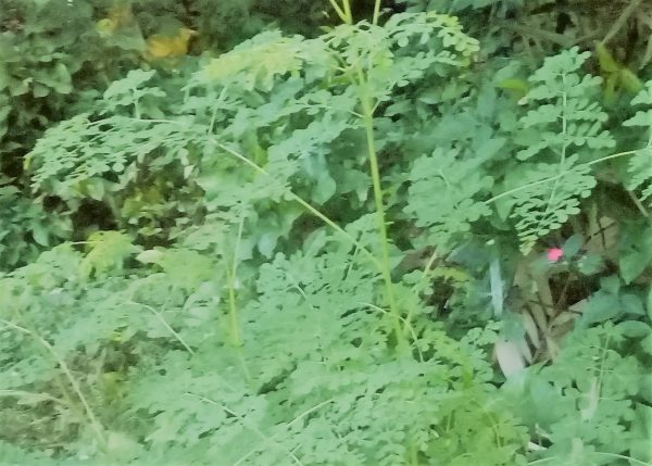 odesa indonesia kelor moringa