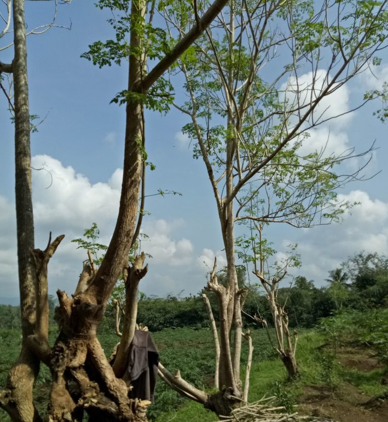 If Seeing a High Moringa Tree, Cut and Grow Them