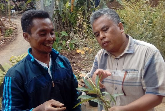 budhiana bertanam odesa indonesia