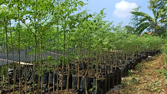 kelor bandung jual bibit bagus