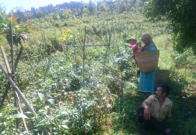 petani odesa indonesia