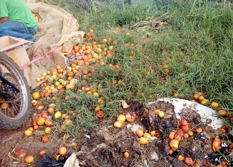 Sayur Busuk Nasib Petani Terpuruk