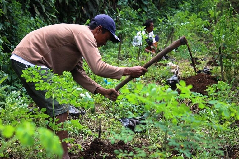 Cara Tanam Kelor dari Biji