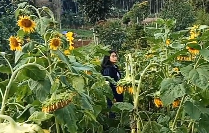 Cara Menanam Benih Bunga Matahari Odesa Indonesia