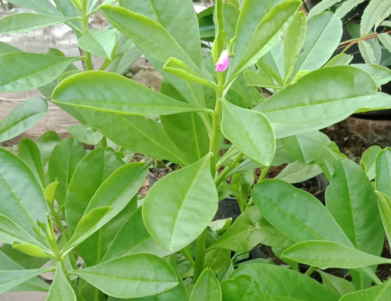 Gingseng Jawa untuk Penguat Fisik