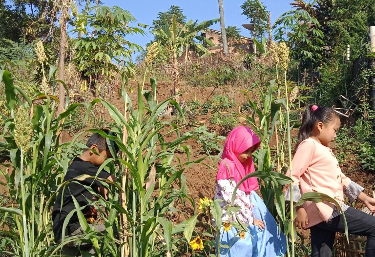 Sorgum, Tanaman Pangan Berkembang Baik di Cimenyan Bandung