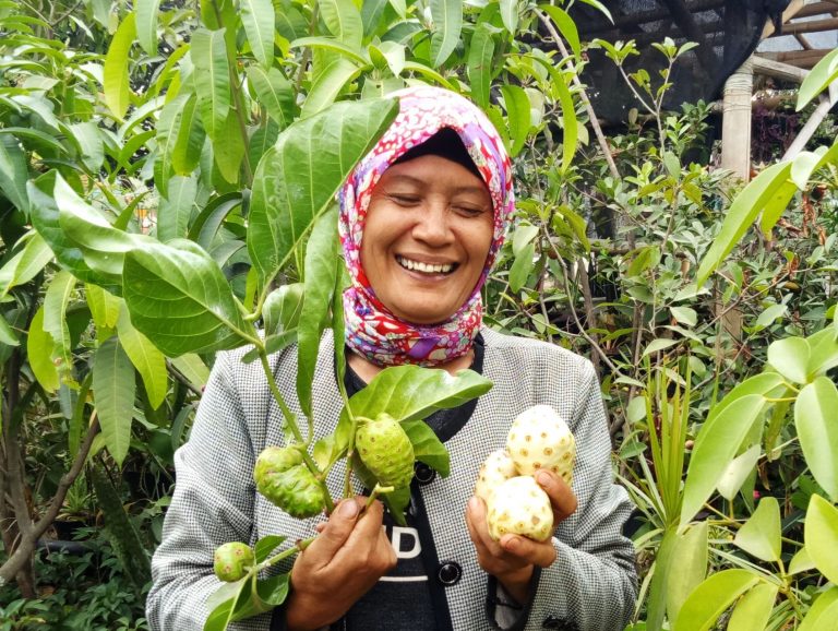 Mengkudu: Si Noni yang Menyehatkan