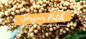 sorgum putih