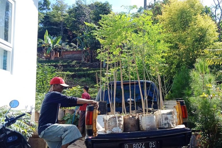 Cara Menanam Kelor dan Waktu Menanamnya