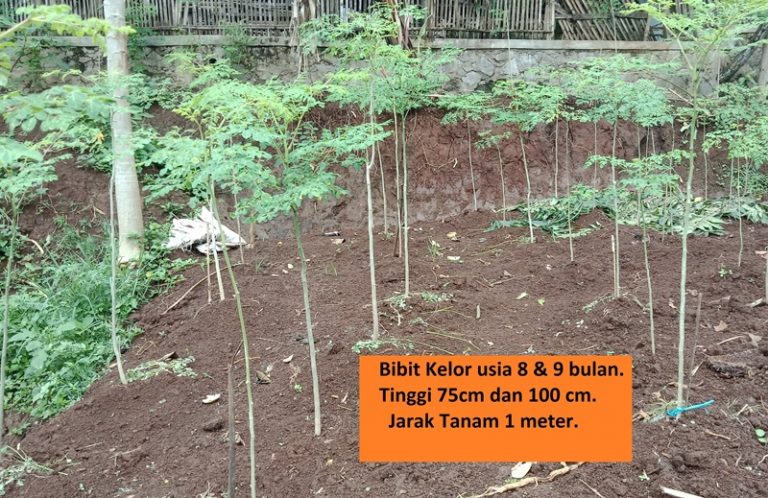 Solusi Budidaya Kelor di Tanah Sulit