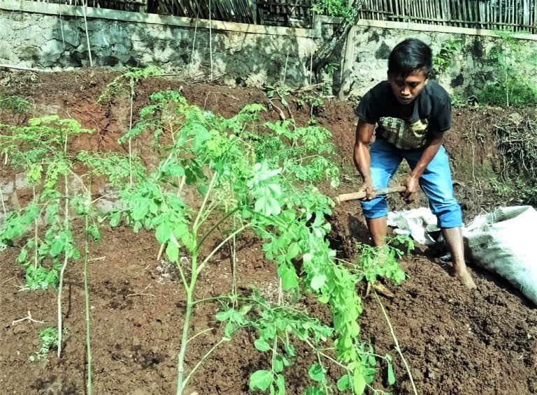 Inovasi Pertanian Bersama Kelor untuk Gizi, Ekonomi dan Cegah Erosi