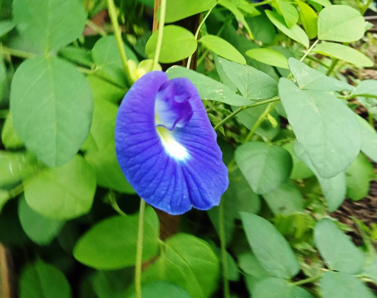 Manfaat Bunga Telang (Clitoria Ternatea) untuk Kesehatan dan Kebun