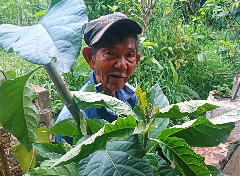 Asam Urat Sembuh dengan Daun Afrika dan Kelor