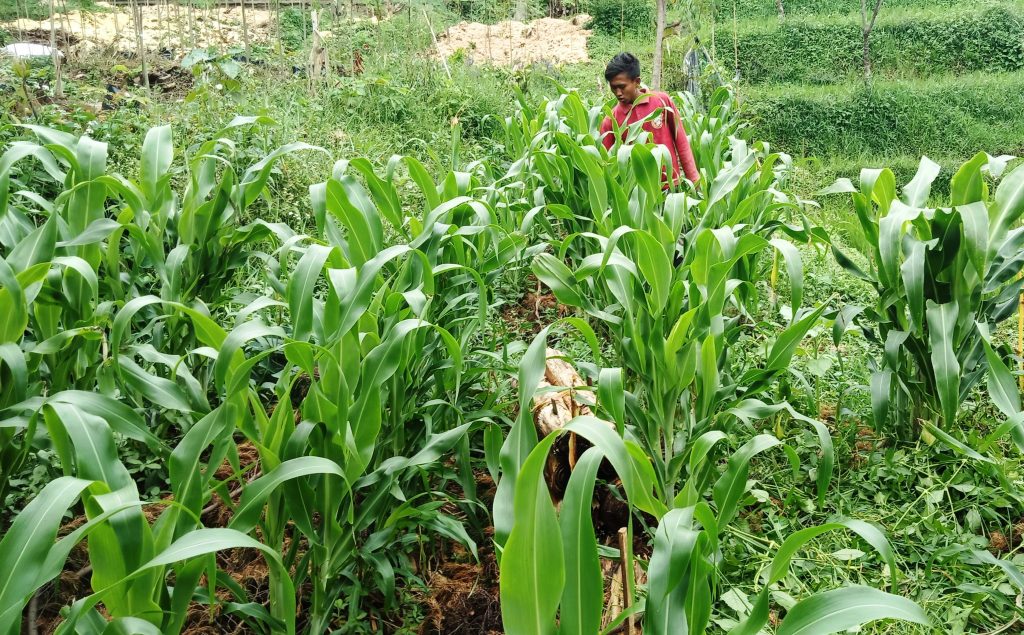 Petani membudidayakan tanaman hanjeli di kebun hanjeli