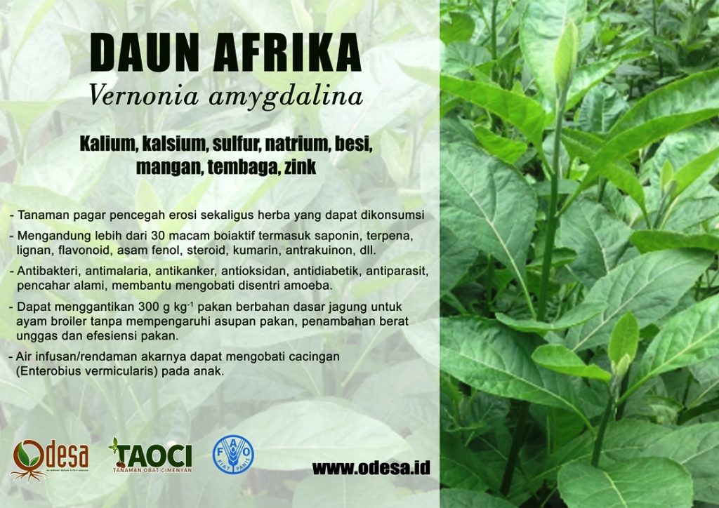Jual Herbal Daun Afrika
