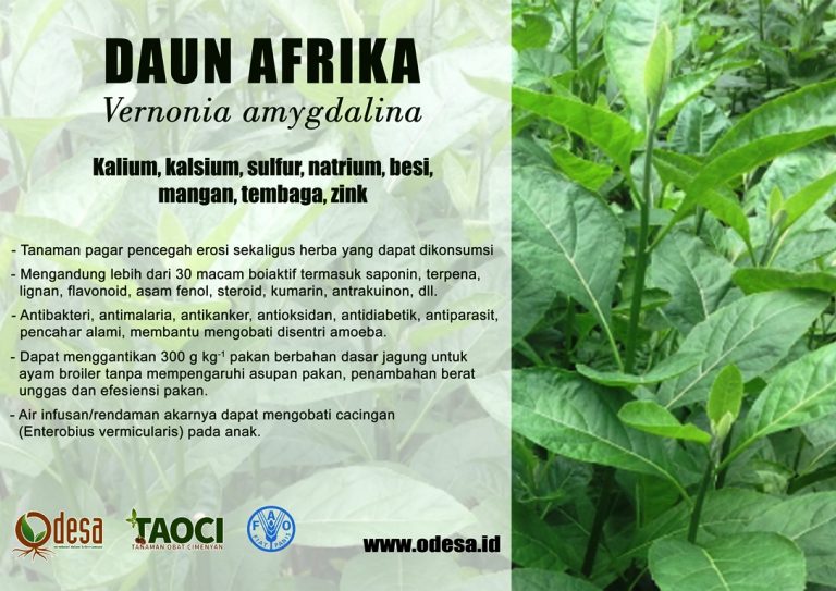 Daun Afrika: Budidaya dan Manfaatnya