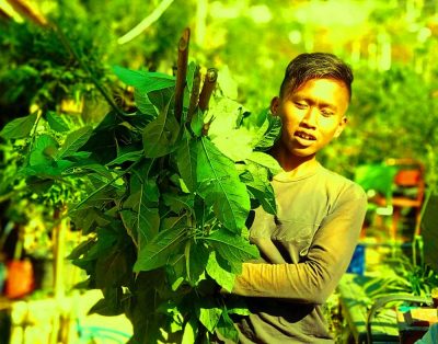 manfaat daun afrika odesa bandung diabetes stroke darah tinggi