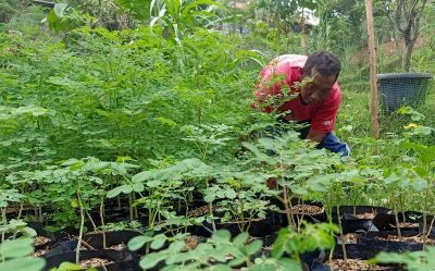 bibit kelor odesa indonesia sayur kelor bermanfaat