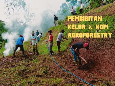 bibit kopi arabica dan kelor