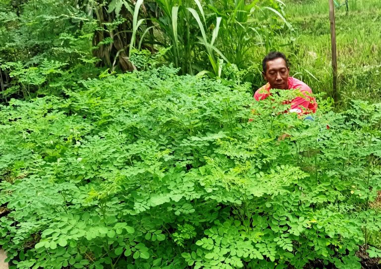 Kelor Diminati Warga, Pencurian Terjadi. Solusinya?