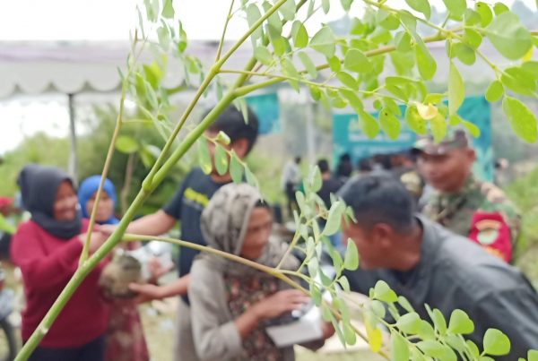 aksi bibit pertanian penghijauan bandung utara