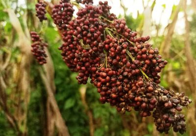 sorgum merah bandung odesa cimenyan