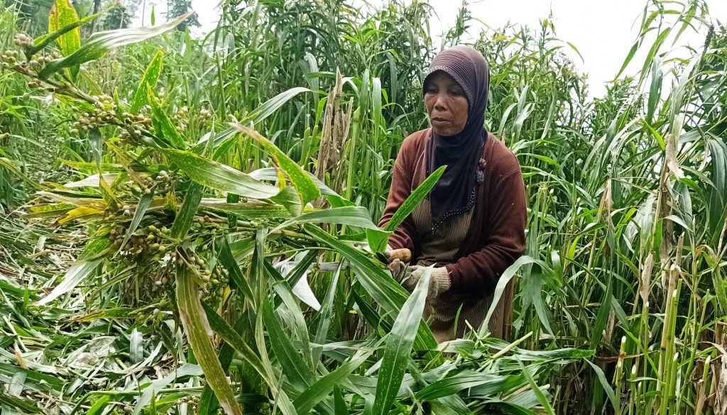 Petani panen hanjeli di kebun