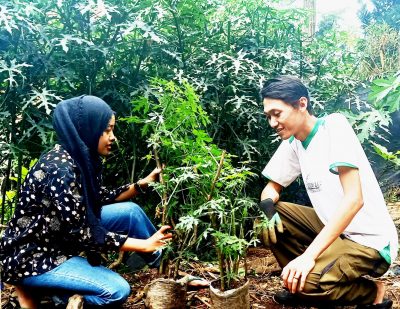 chaya manfaat pepaya jepang odesa bandung