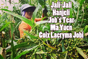 hanjeli jali odesa bandung panen harga jual