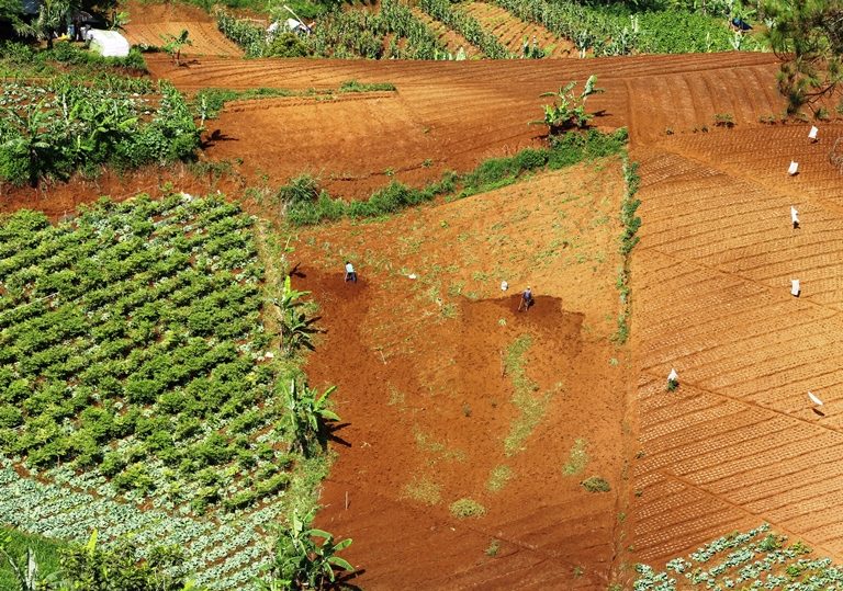 Mengapa Odesa Indonesia Menggerakkan Petani Tanam Pohon?