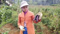 Corona pertanian digerakkan