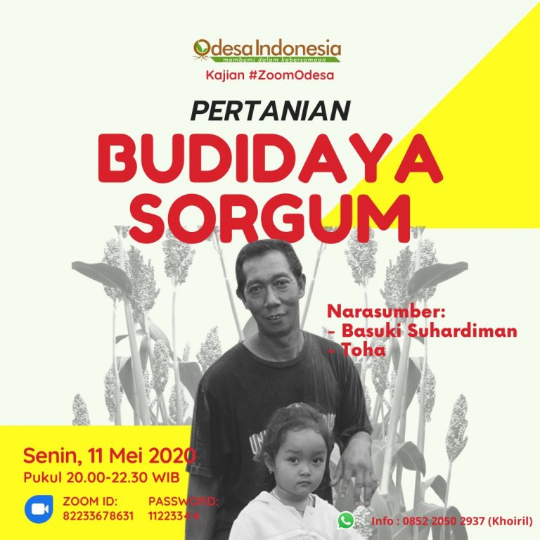 Kajian Budidaya Sorgum Odesa Indonesia