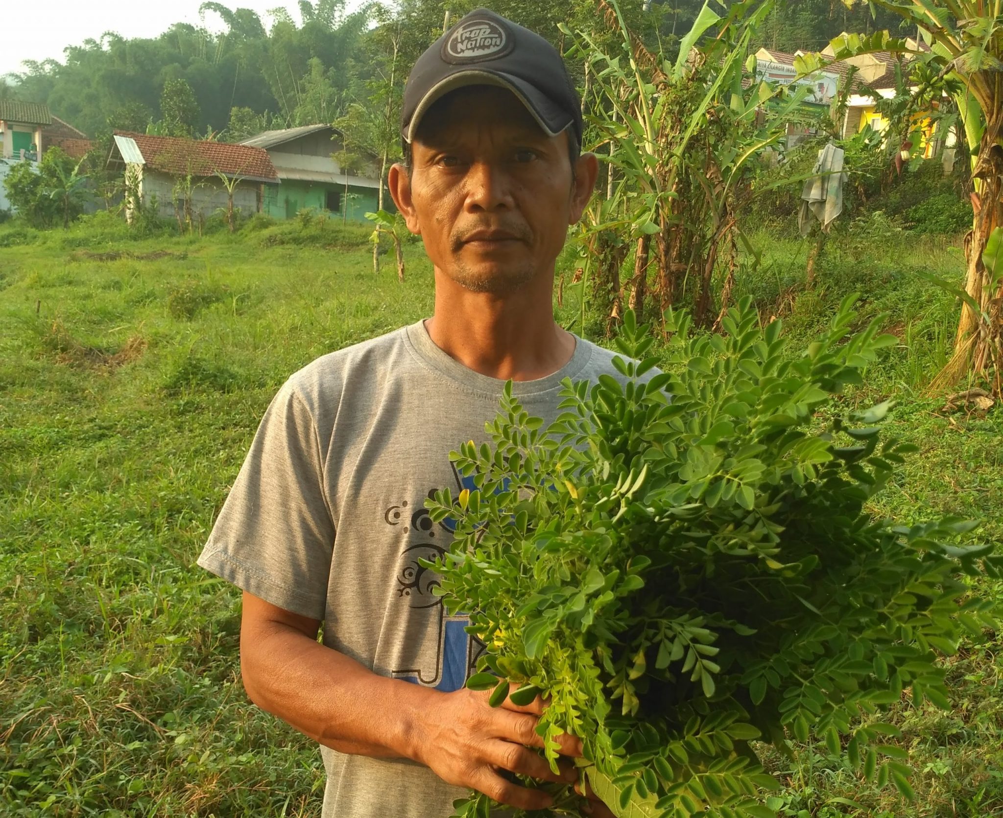 kelor garut panen