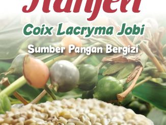 Hanjeli Coix Lacryma Jobi Sumber Gizi Free Gluten 1 hanjeli manfaat taoci odesa bandung pertanian rendah kolesterol 1