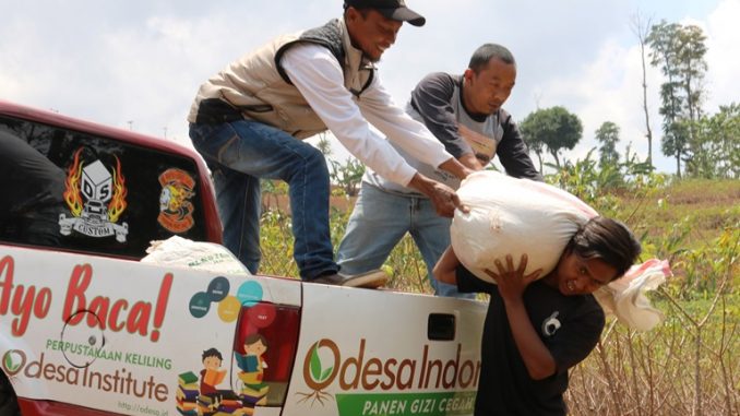 odesa indonesia panen hanjeli kelor sorgum agroekologi