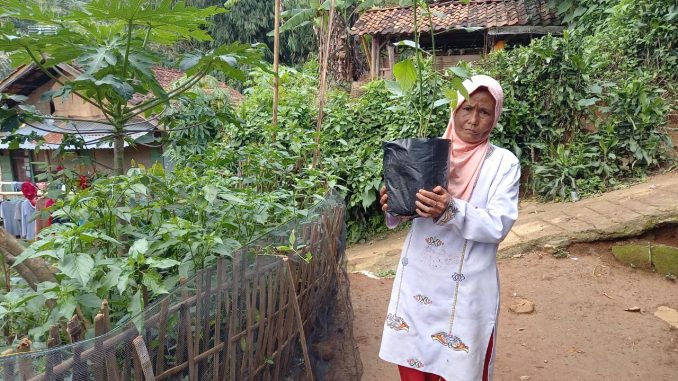pekarangan tani