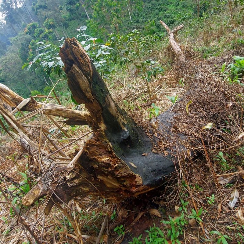 Banyak Pohon Mati di Hutan Arcamanik