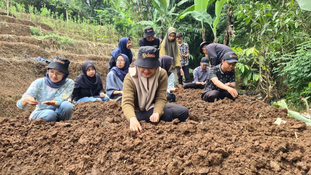 Penanaman biji benih hanjeli oleh anak muda relawan odesa indonesia