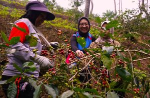 Sedekat Bibit Kopi