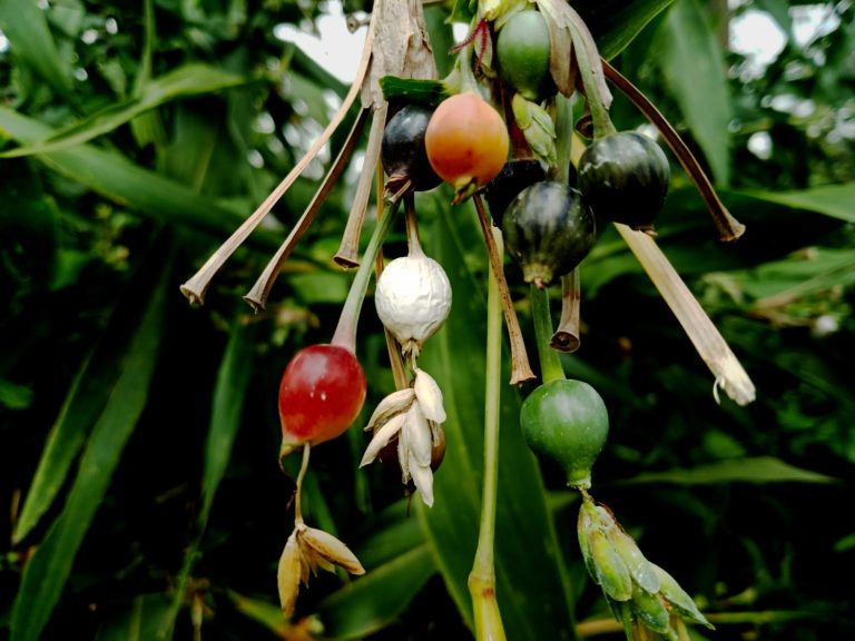 Budidaya Hanjeli Odesa Menguntungkan Petani Bandung Utara