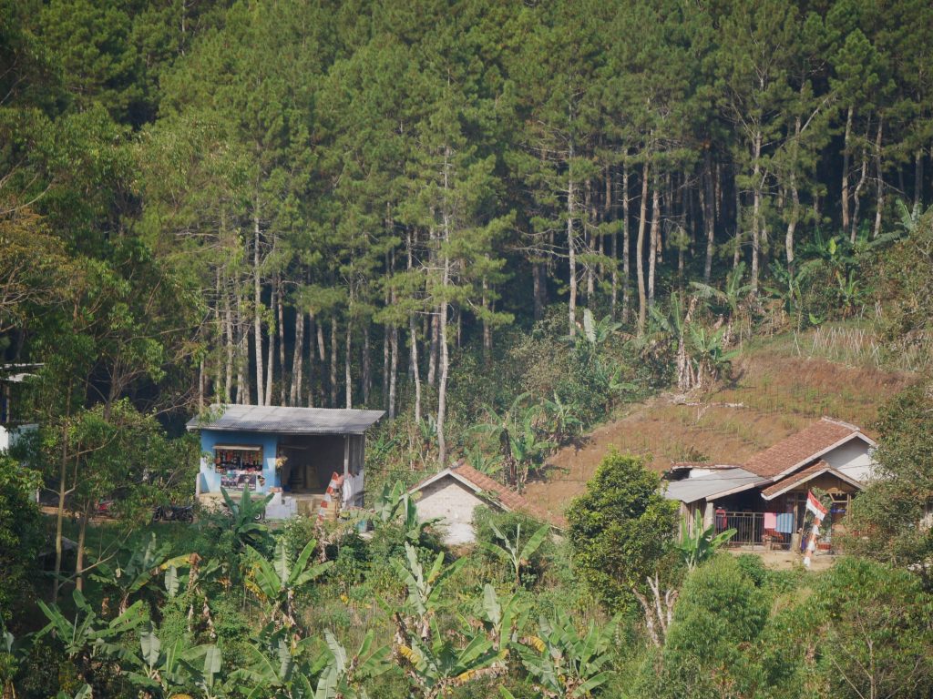 kehidupan di hutan