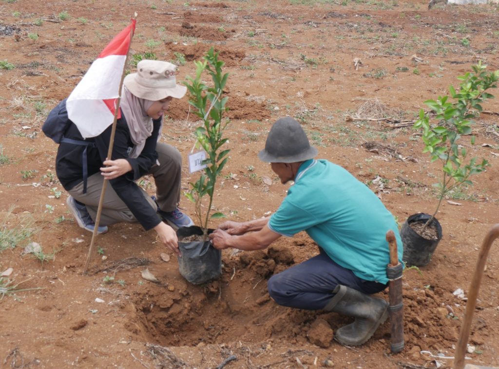 menanam buah di desa