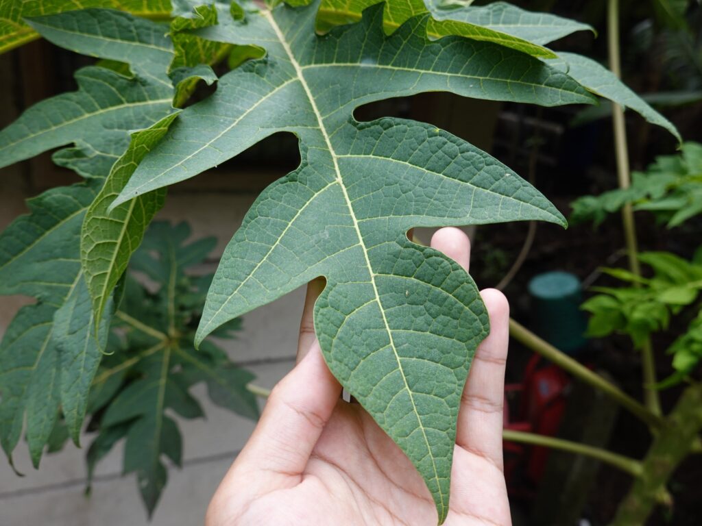 Daun pepaya