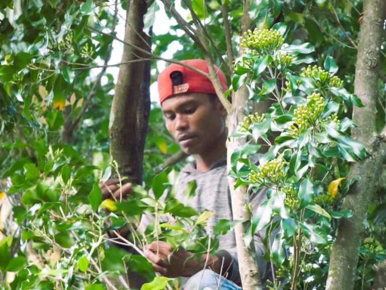 pohon cengkeh